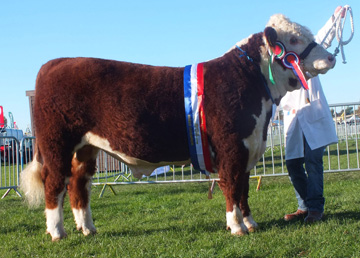 Midlands and East Anglia Calf Show November 2013 - Haven Koala Male and Supreme Champion