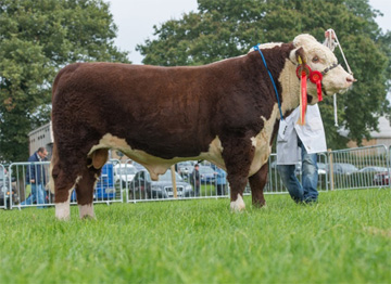 Haven Koala, Supreme Hereford Champion and the Interbreed Champion at Kington show 2014