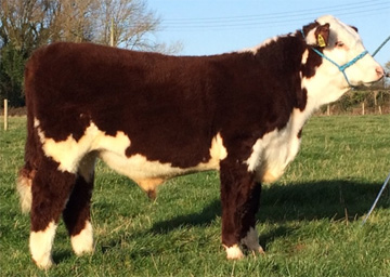 Haven Lamborghini, junior calf class, Shrewsbury Livestock Market