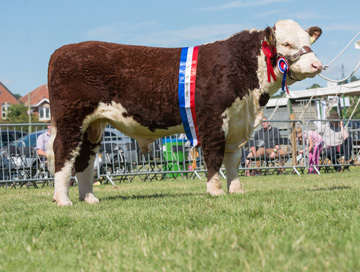 National Horned Hereford Show 2016