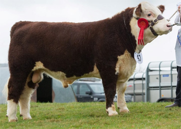 Haveen Neptune HCBA Christmas Calf Show 2016