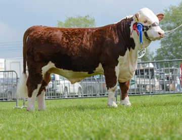 Horned Bull of the Year 2017