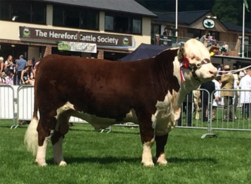 Royal Welsh Show