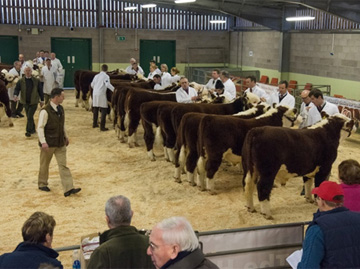 Winners of the Best Group of Three by the same sire – Haven Kingpin