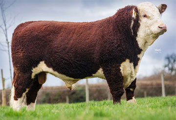 Hereford Sires - Haven Possum