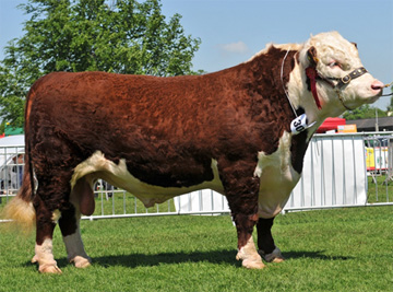 Hereford Sires - Haven Governor