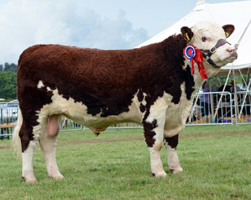Hereford Sires - Haven Kermit