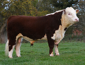Hereford Sires - Haven Kingpin