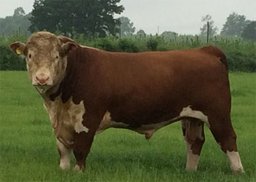 Horned Bull Sire - Haven Nugget