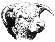 Hop bines and hop garlands for sale, dried hop vines, fresh hop garland displays, hop farms