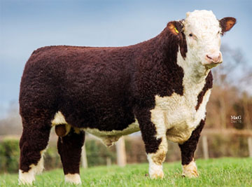 Hereford Sires - Mara President