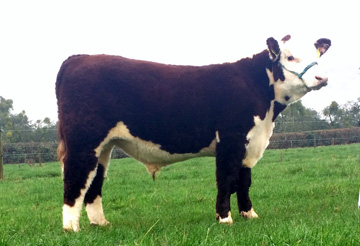 Haven Mustang, National Christmas Calf Show 2015