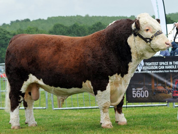 National Horned Hereford Show 2015