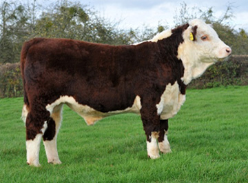 Hereford Calves - Haven Harlequin