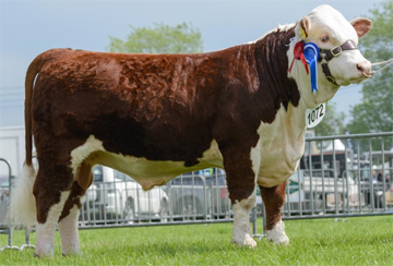 Shropshire County Show 2017